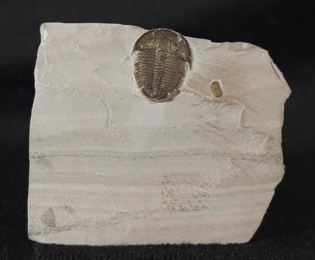 Elrathia kingii (MEEK 1870) & Peronopsis interstricta (WHITE 1874) - Bild &copy; FossNet FossilienStore